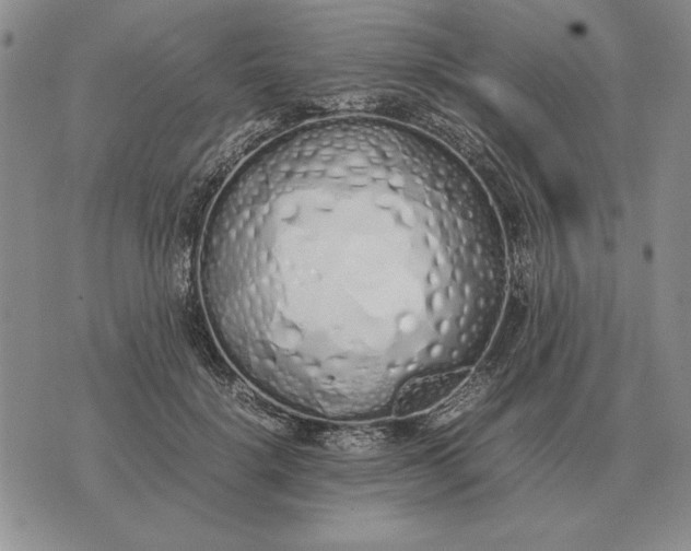 X0000075390652200609251219