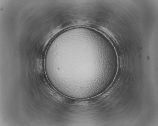X0000075391260200609251208