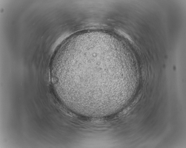 X0000075391267200609251208