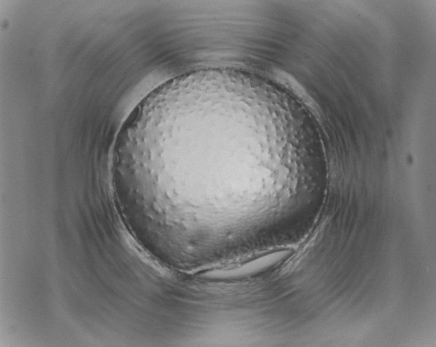 X0000075391386200609251206