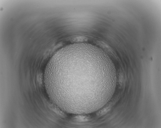 X0000075390326200609291622