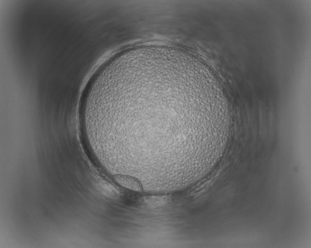 X0000075390102200610061915