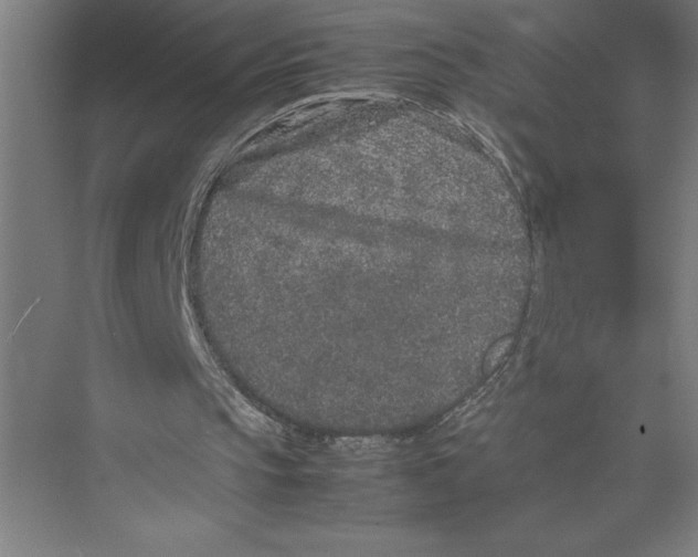 X0000075390145200610061913