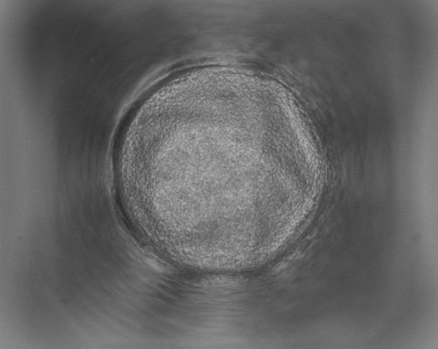 X0000075390198200610061913