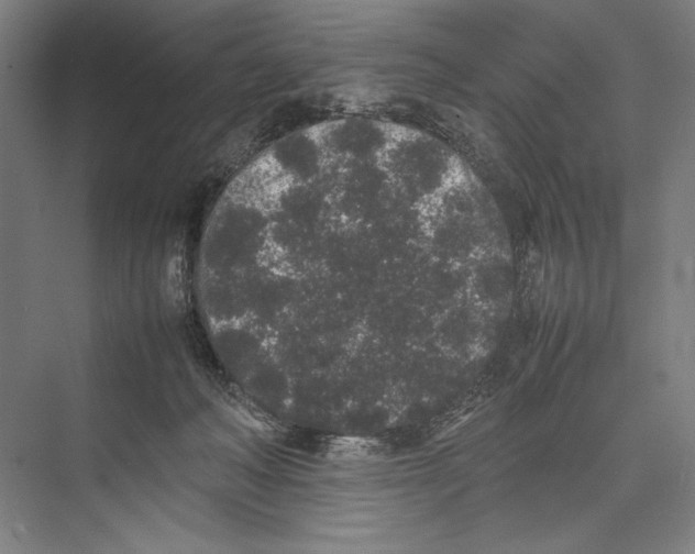 X0000075390222200610061913