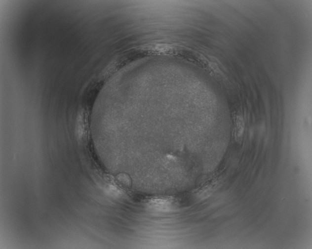 X0000075390236200610061913