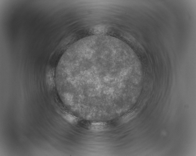 X0000075390240200610061913