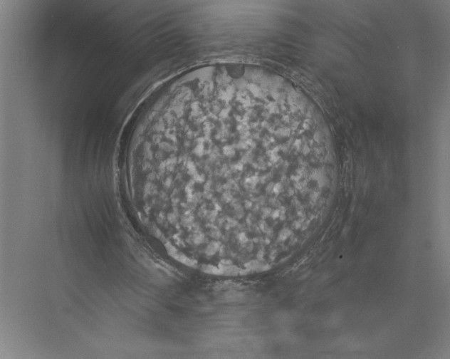 X0000075390290200610061912