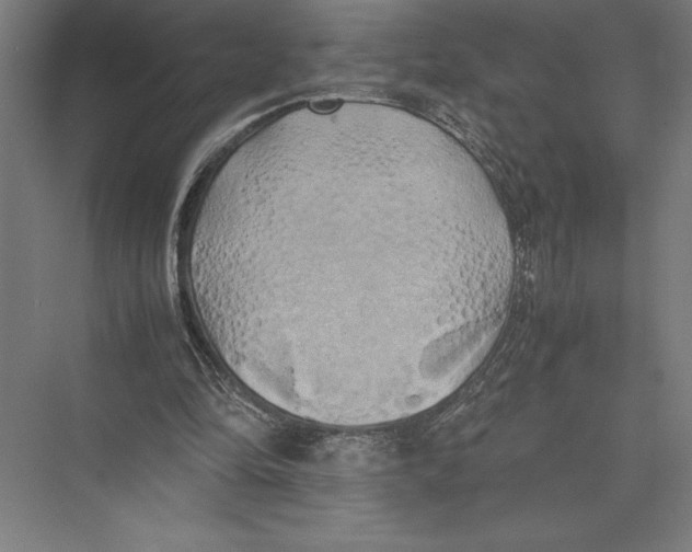 X0000075390294200610061912