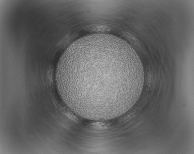 X0000075390326200610061911