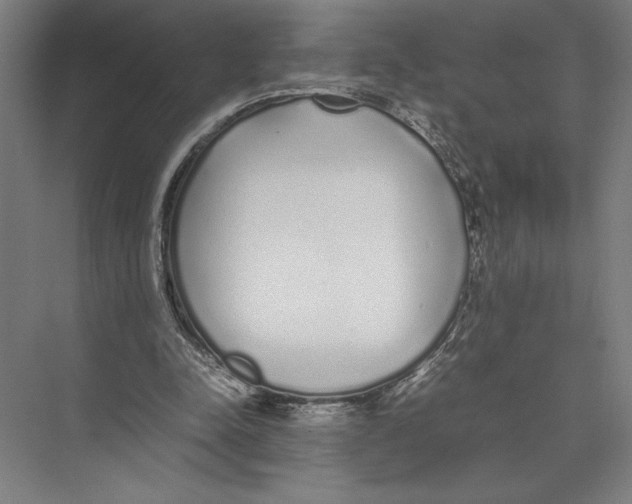 X0000075390342200610061910