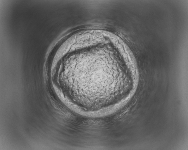X0000075390343200610061910