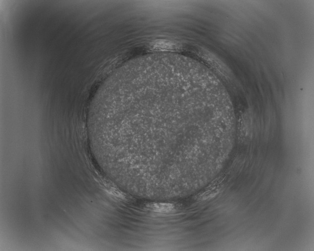 X0000075390361200610061911