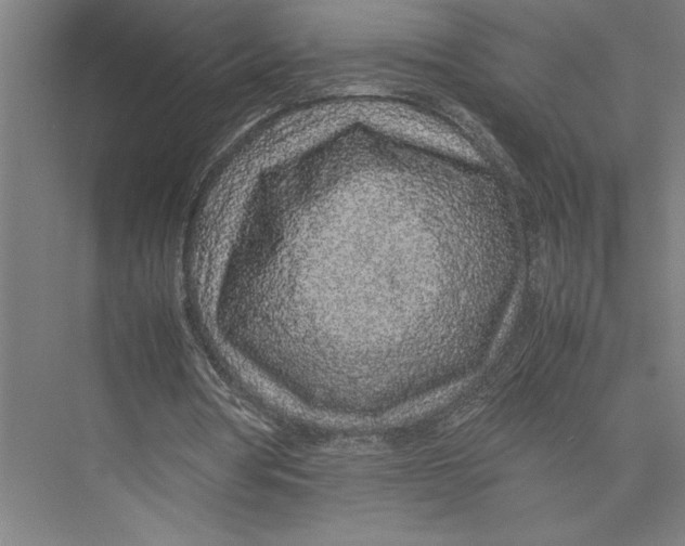 X0000075390386200610061910