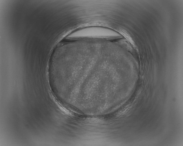 X0000075390389200610061910
