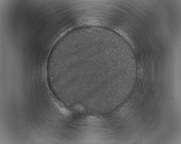 X0000075390390200610061910
