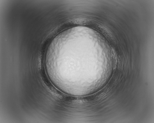 X0000075390404200610061910