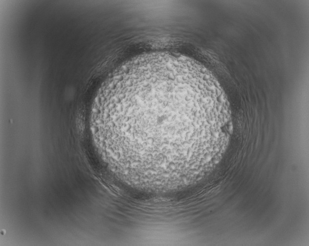 X0000075390691200610061905