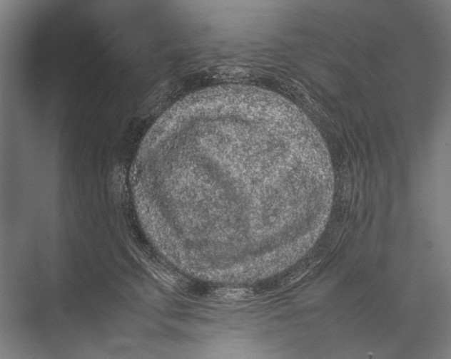 X0000075390711200610061905