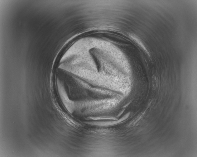 X0000075390932200610061901