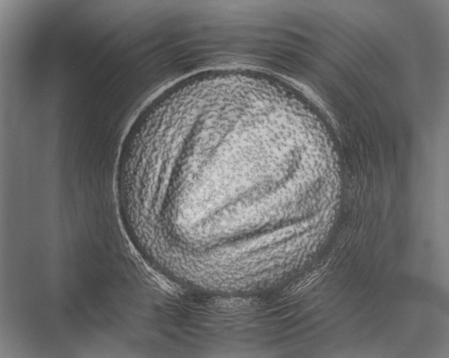 X0000075390943200610061901
