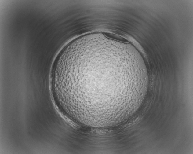 X0000075390955200610061901
