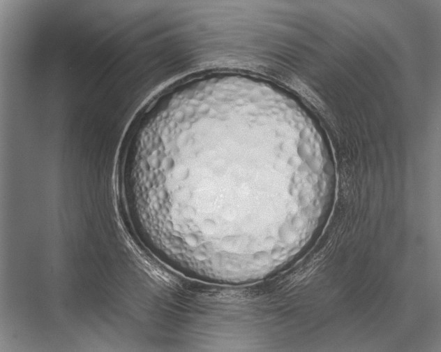 X0000075391028200610061859