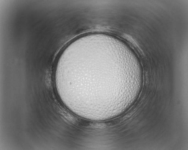 X0000075391260200610061855