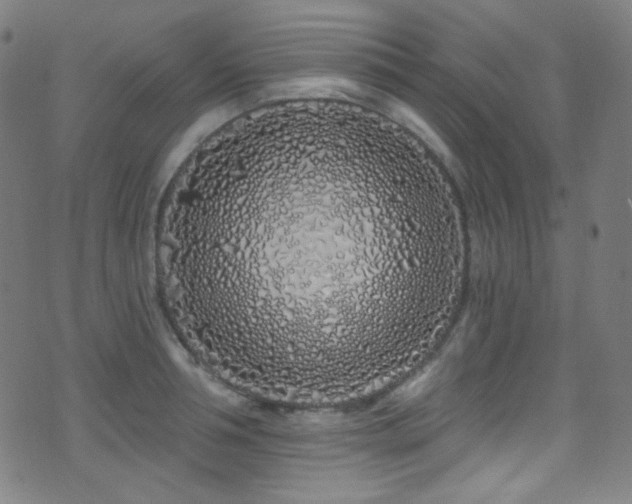 X0000075400994200609081251