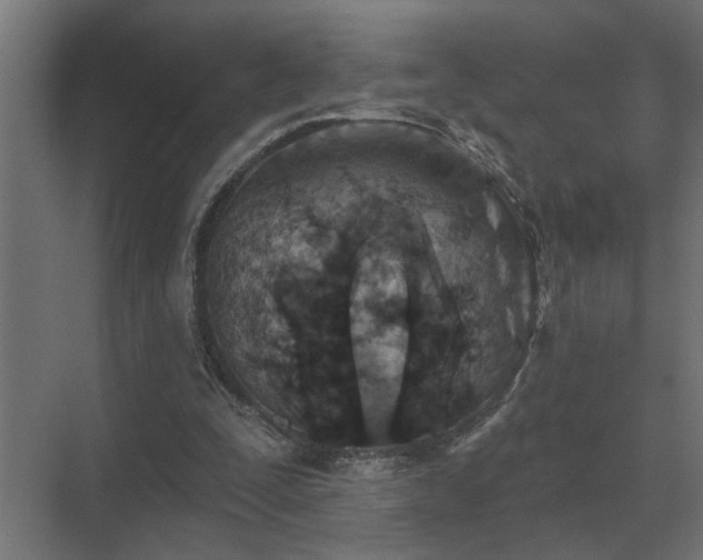 X0000075400295200609151827