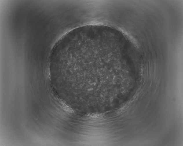 X0000075401262200609251009