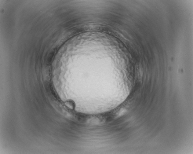 X0000075400236200609291649