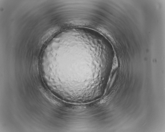 X0000075400398200609291646