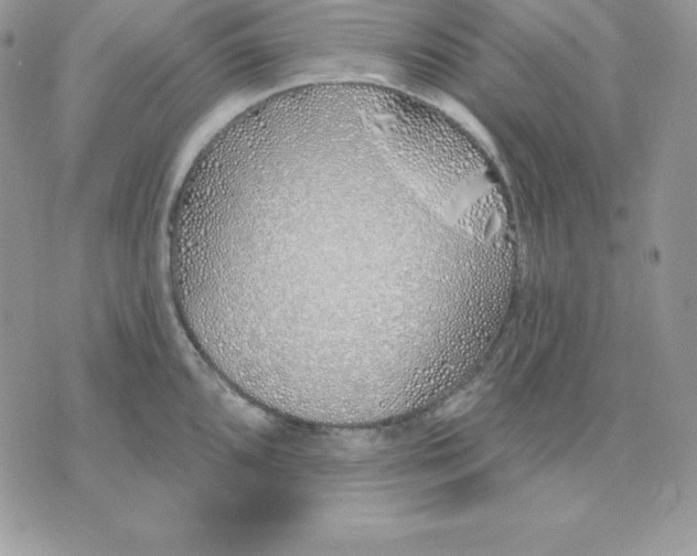 X0000075401096200609291635