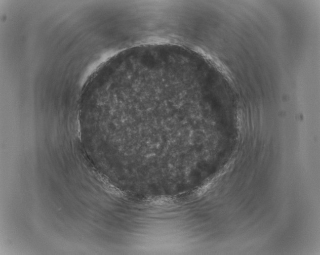 X0000075401262200609291632