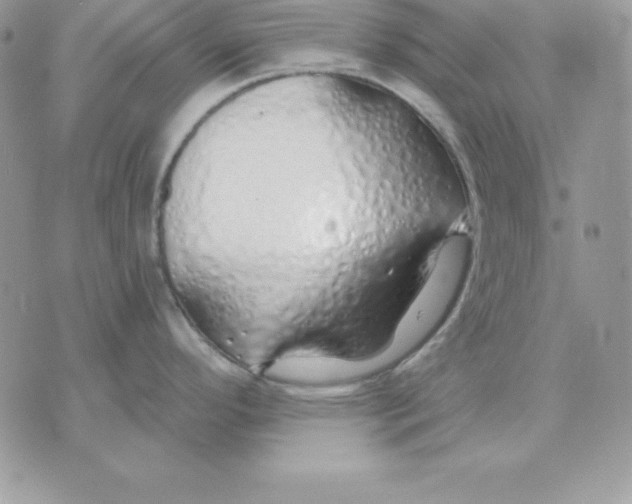 X0000075401296200609291632