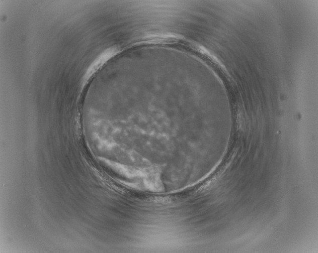 X0000075401362200609291631