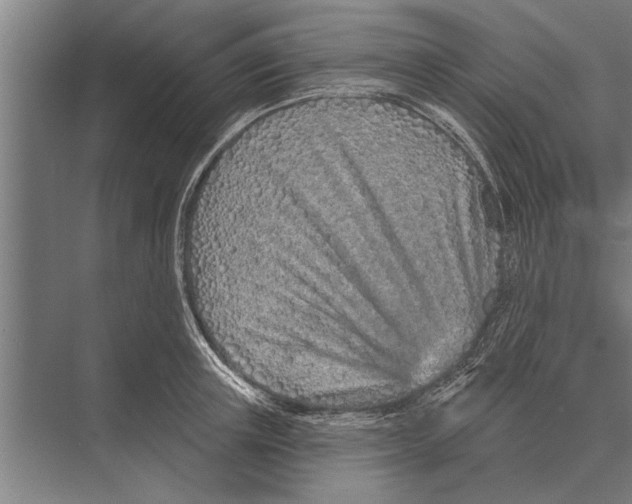 X0000075400851200610061929