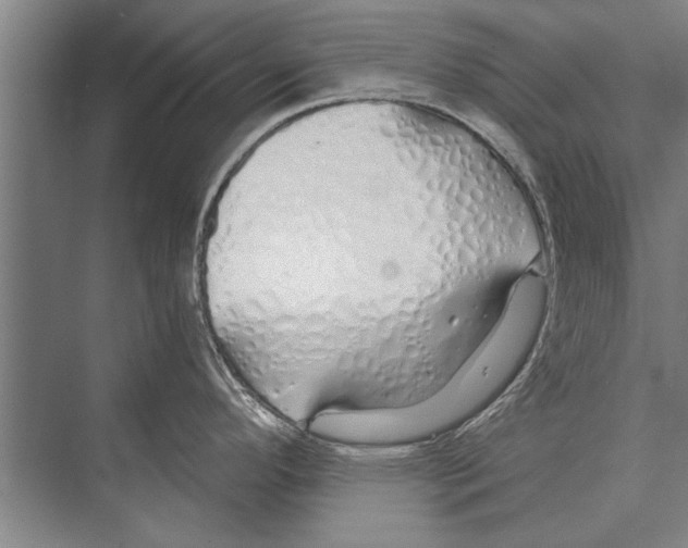 X0000075401296200610061921