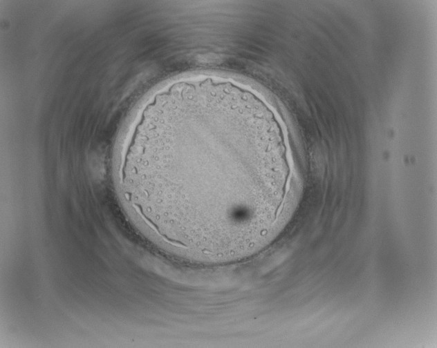 X0000075410032200609291717