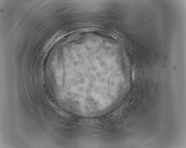 X0000075410339200609291712