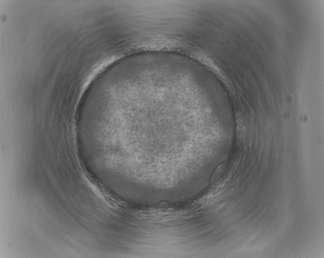 X0000075410626200609291707