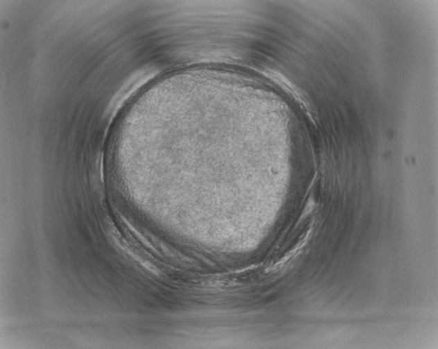 X0000075410790200609291705