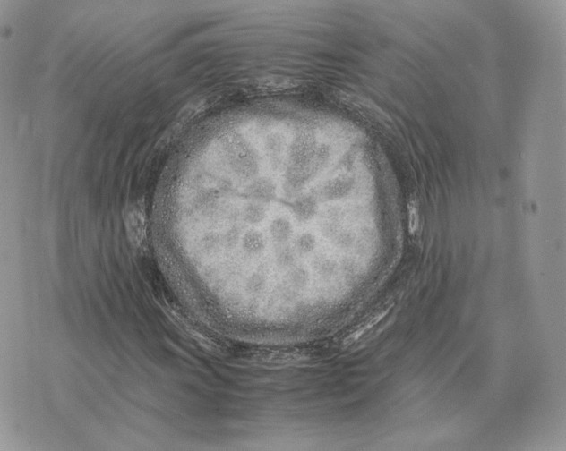 X0000075411011200609291701