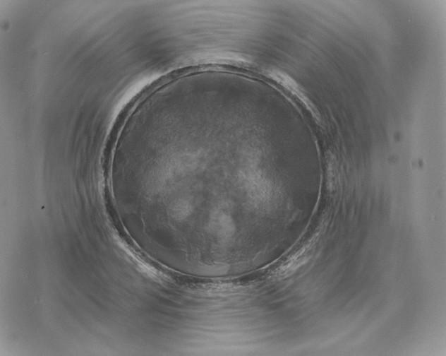 X0000075411024200609291701