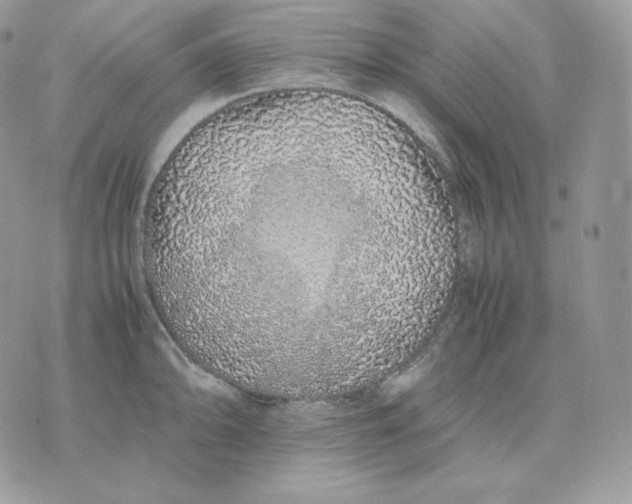 X0000075411094200609291700