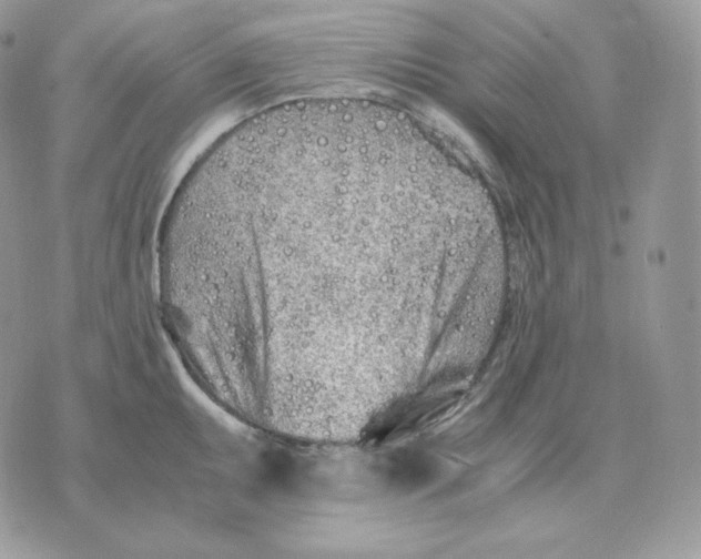 X0000075411095200609291700