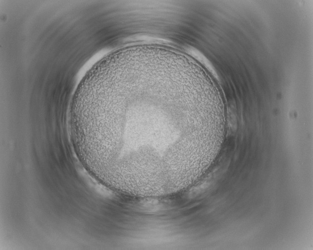 X0000075411098200609291700