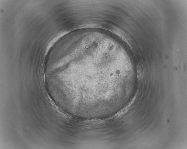 X0000075411117200609291659