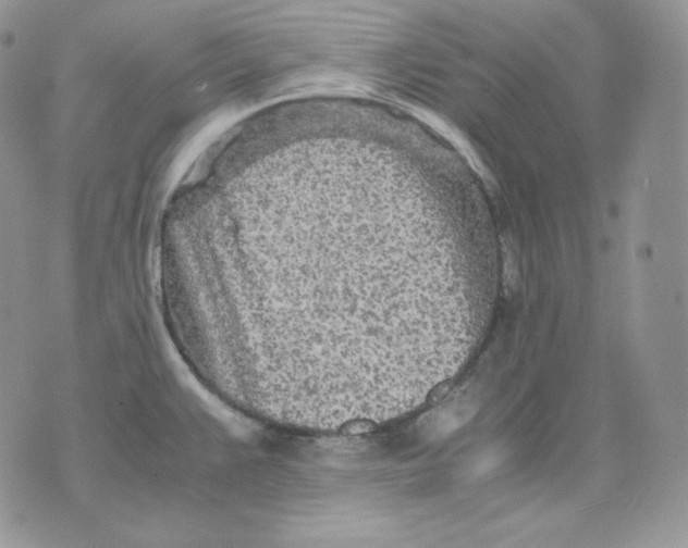 X0000075411383200609291655